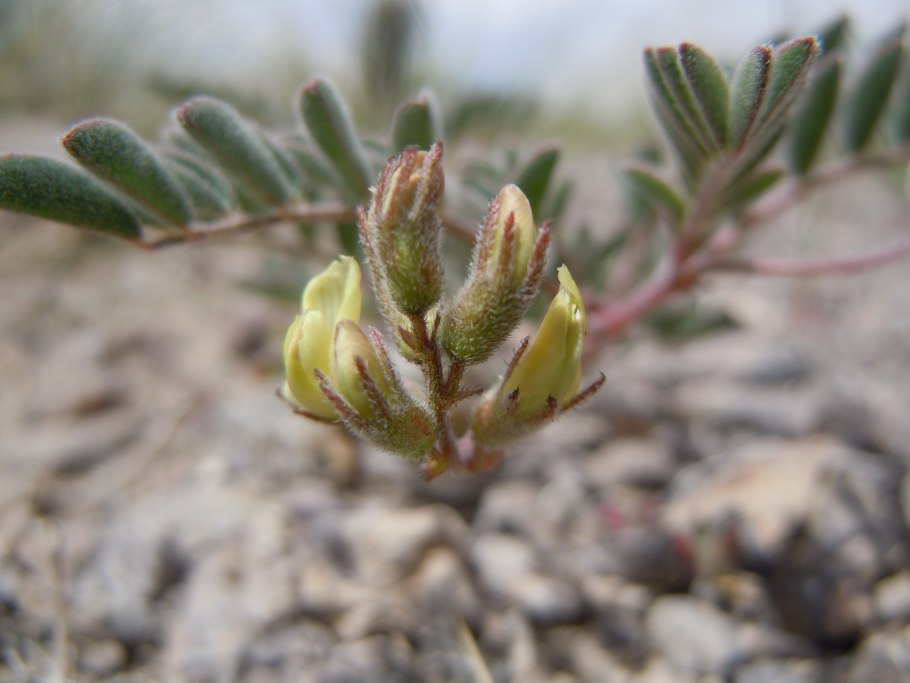Астрагал Цингера (Astragalus zingeri)