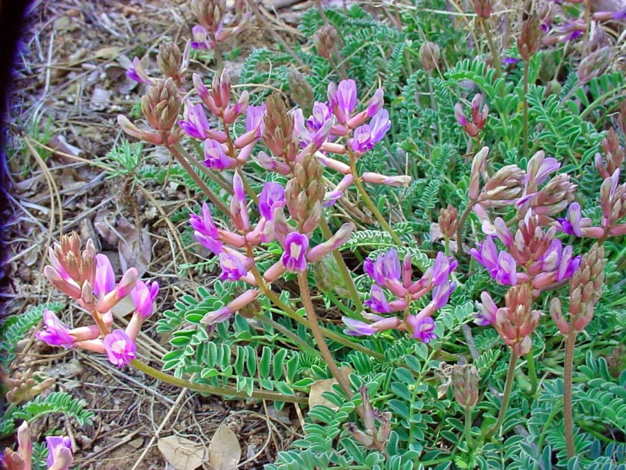 Астрагал прутьевидный