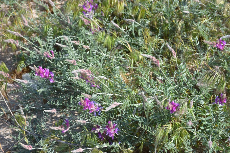 Astragalus varius