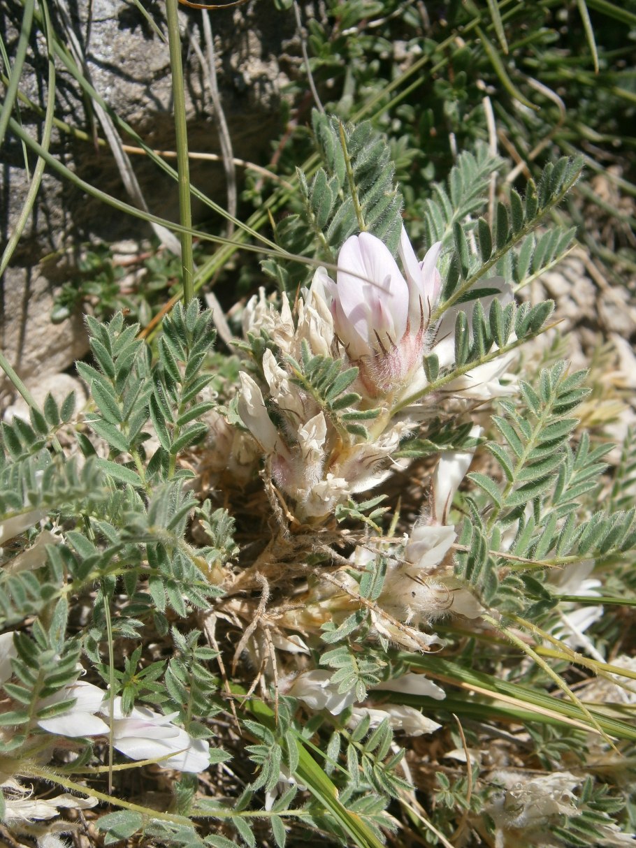 Astragalus sempervirens