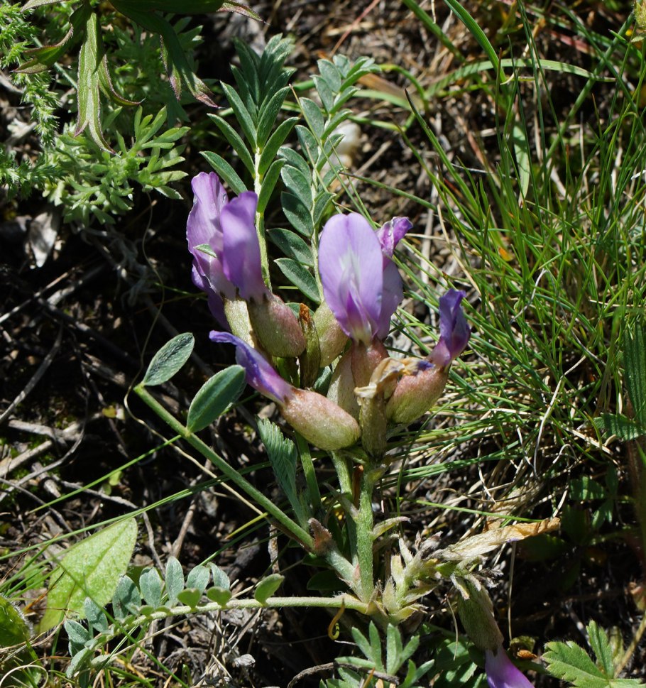 Astragalus Abolini