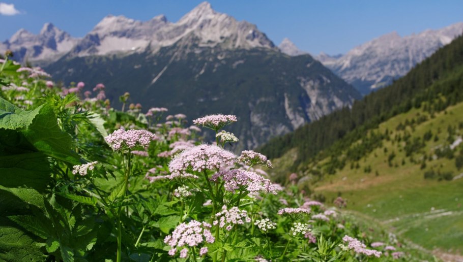 Бедренец растение