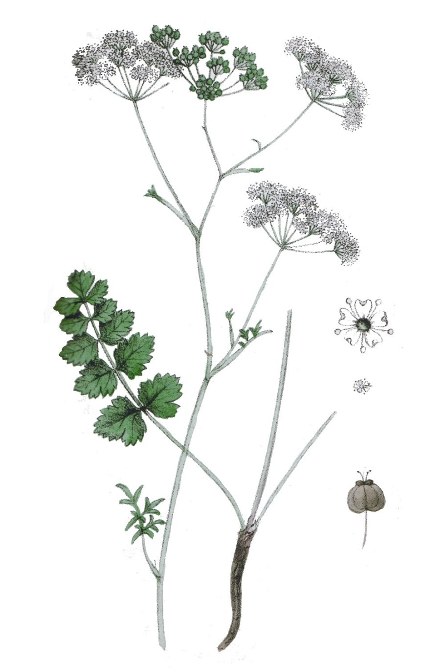 Pimpinella anisum