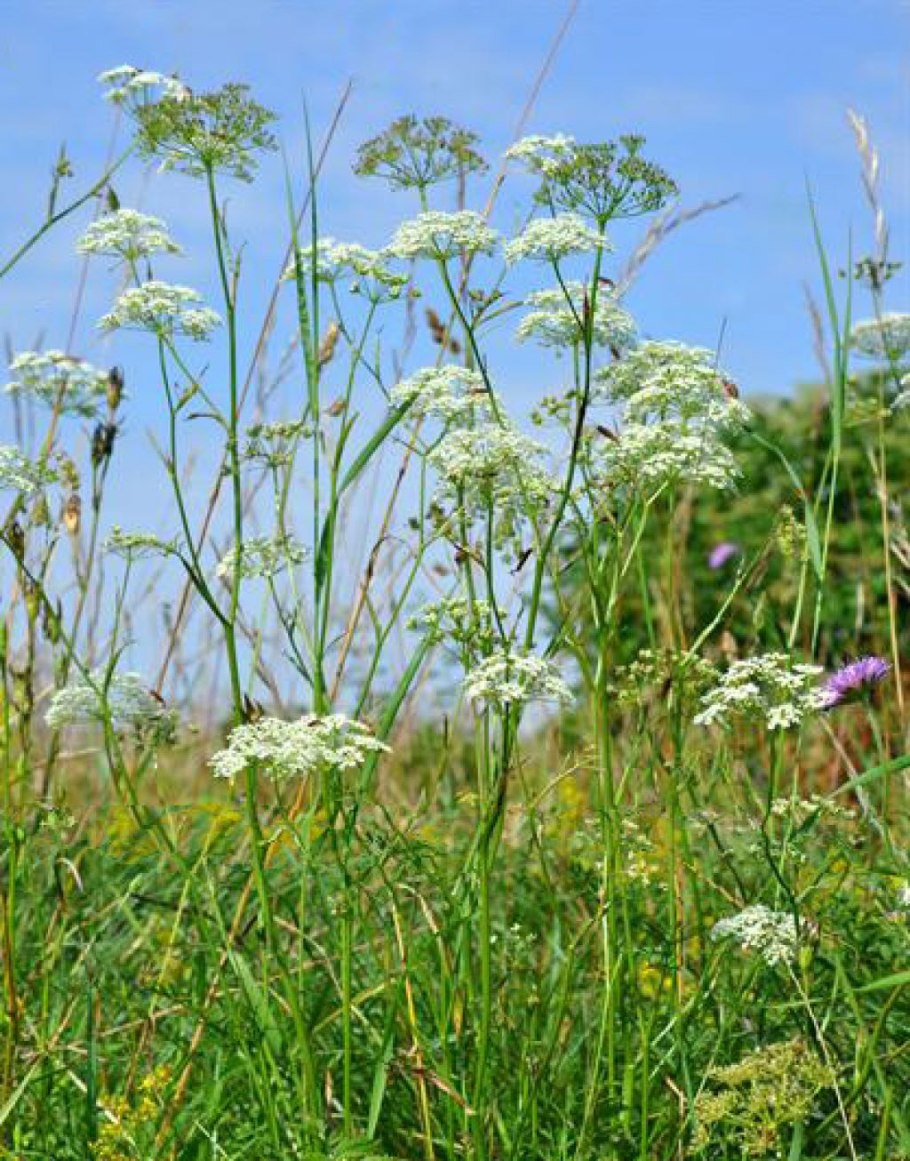 Бедренец камнеломка