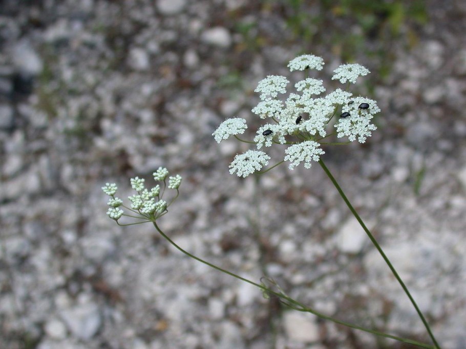 Pimpinella peregrina