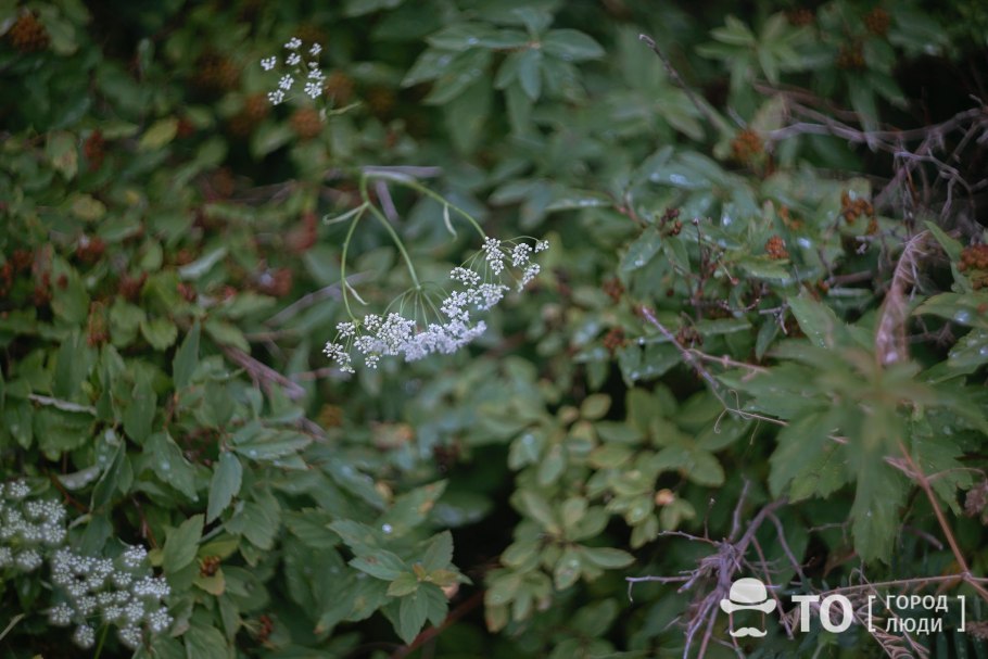 Сныть обыкновенная