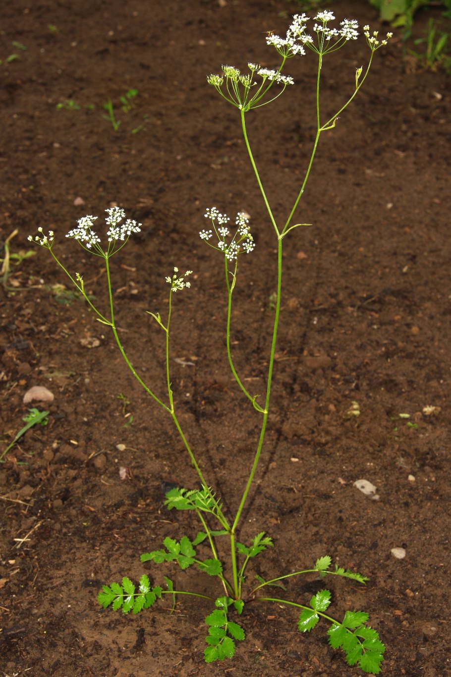 Pimpinella Saxifraga осень