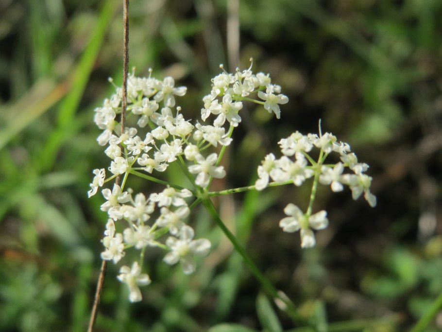 Pimpinella saxifraga