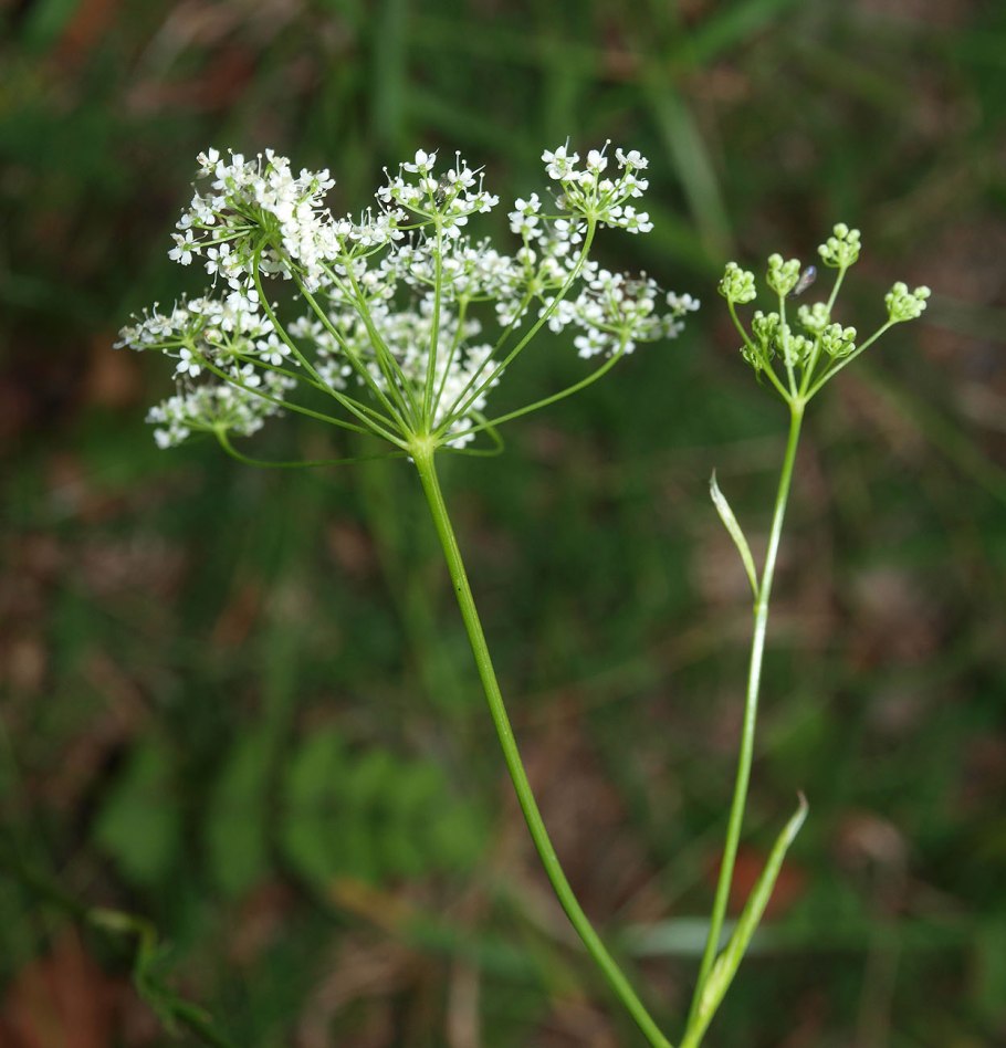 Бедренец-камнеломка (Pimpinella Saxifraga)