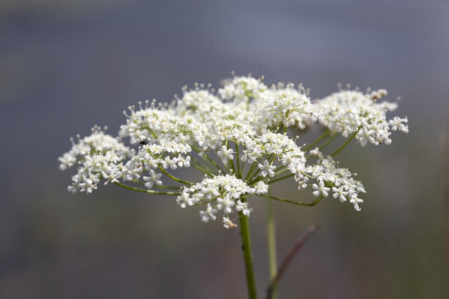 Бедренец-камнеломка (Pimpinella Saxifraga)