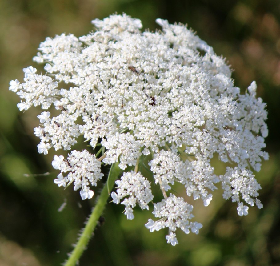 Растения daucus carota