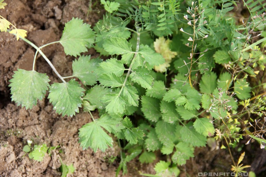 Бедренец ароматный