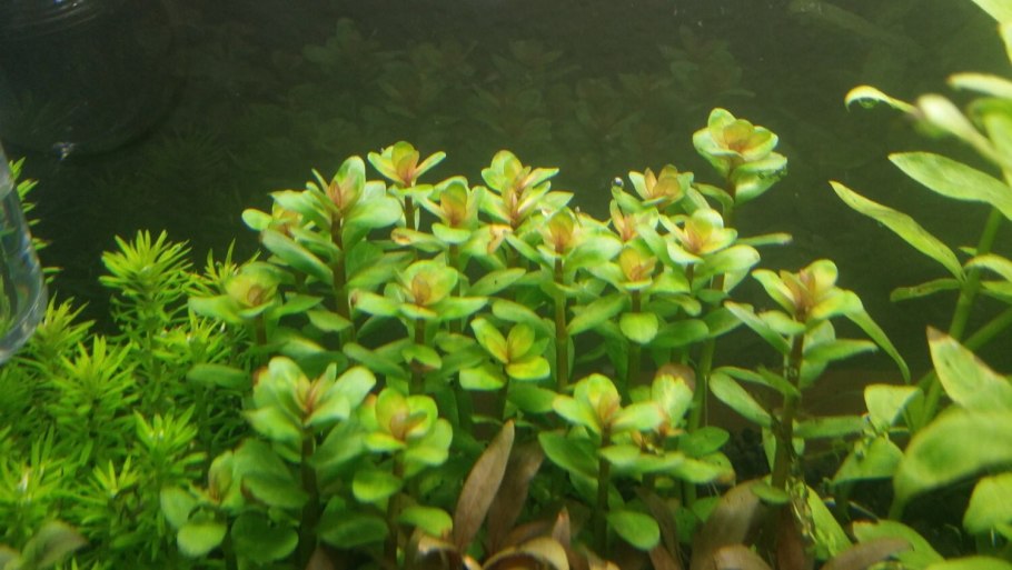 Аммания бонсай аквариумное