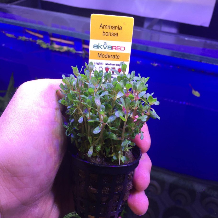 Аммания бонсай (Ammania SP.«Bonsai»)