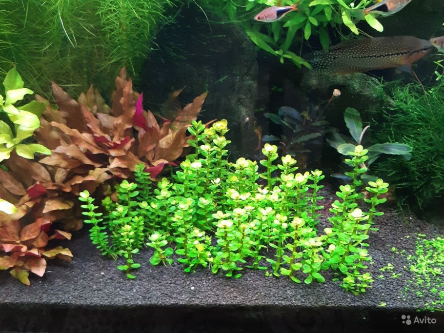 Аммания изящная, "бонсай"