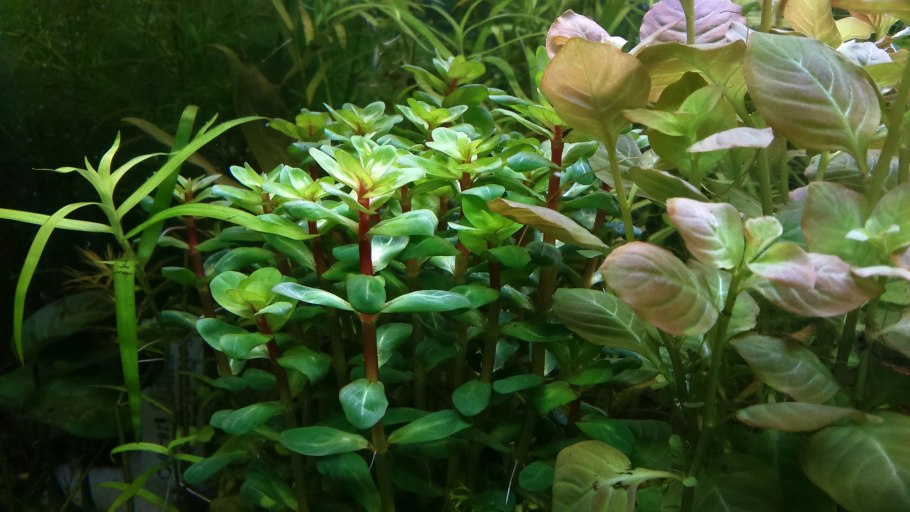 Ротала Бакопа Аммания