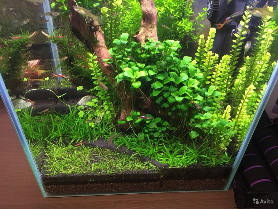 Аммания бонсай (Ammania SP.«Bonsai»)