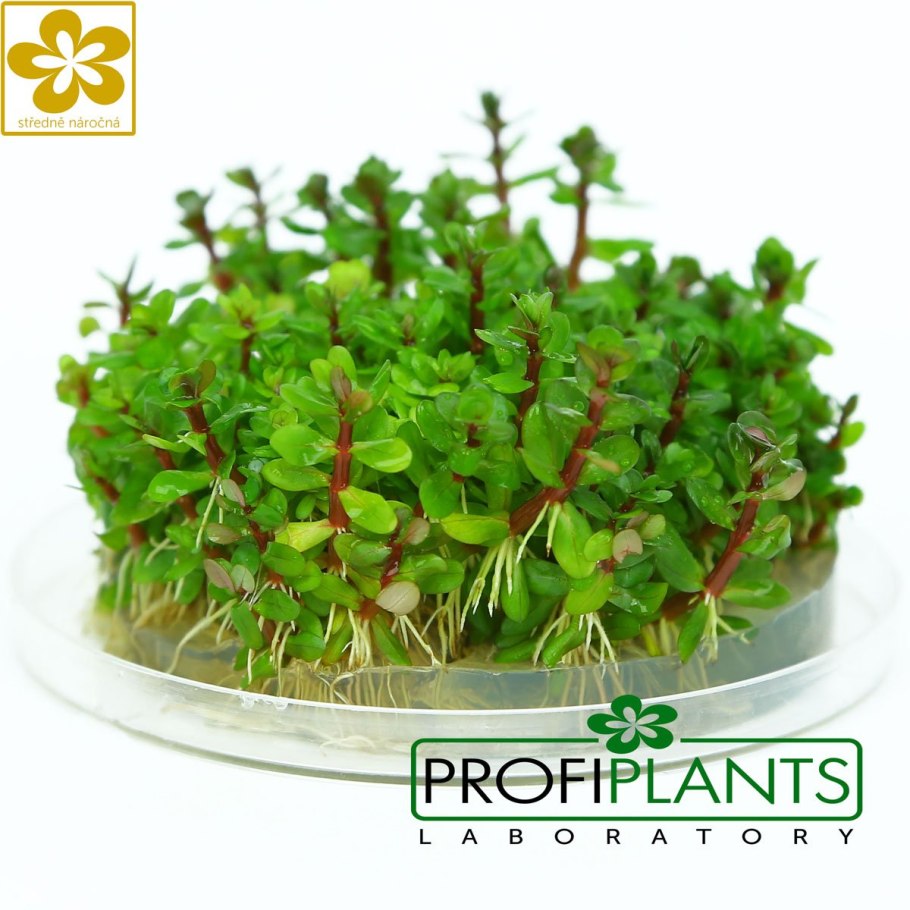 Аммания бонсай аквариумное растение