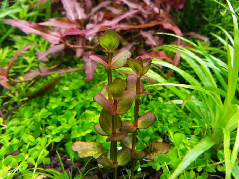 Аммaния mультифлорa