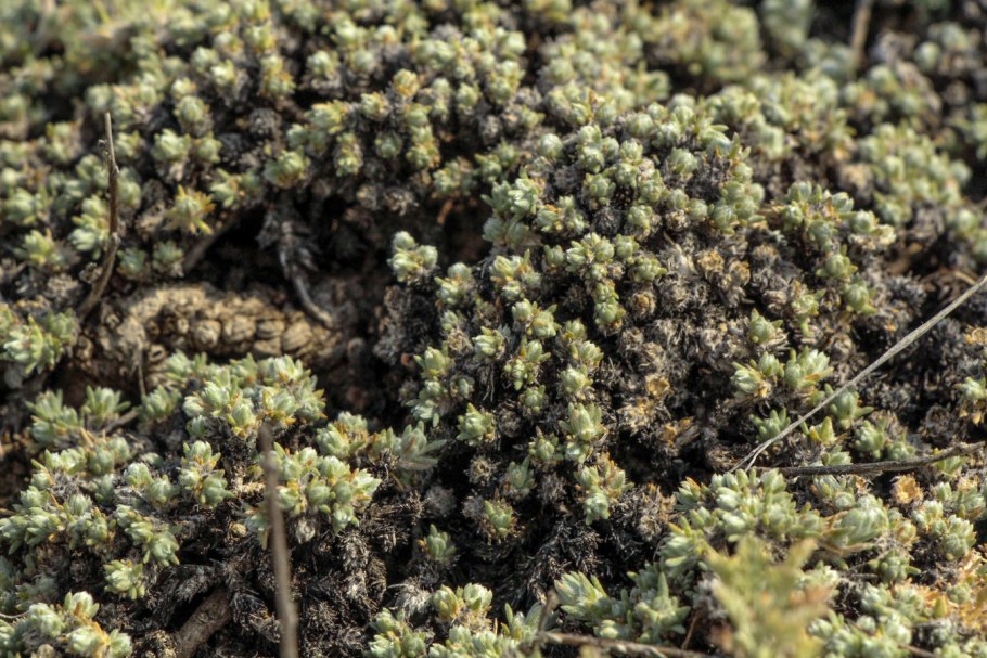 Камфоросма Марсельская