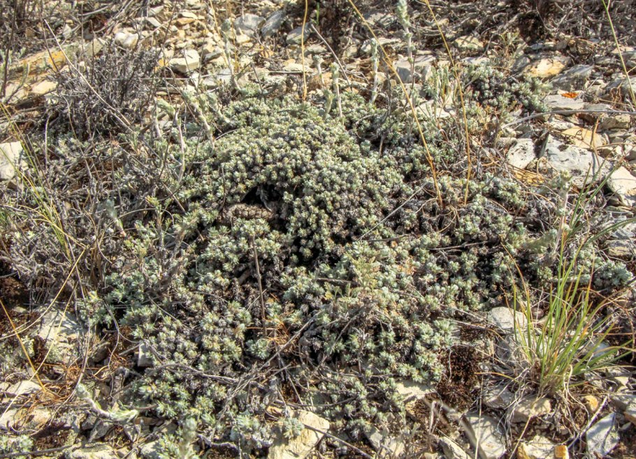 Плантариум Камфоросма монпелийская