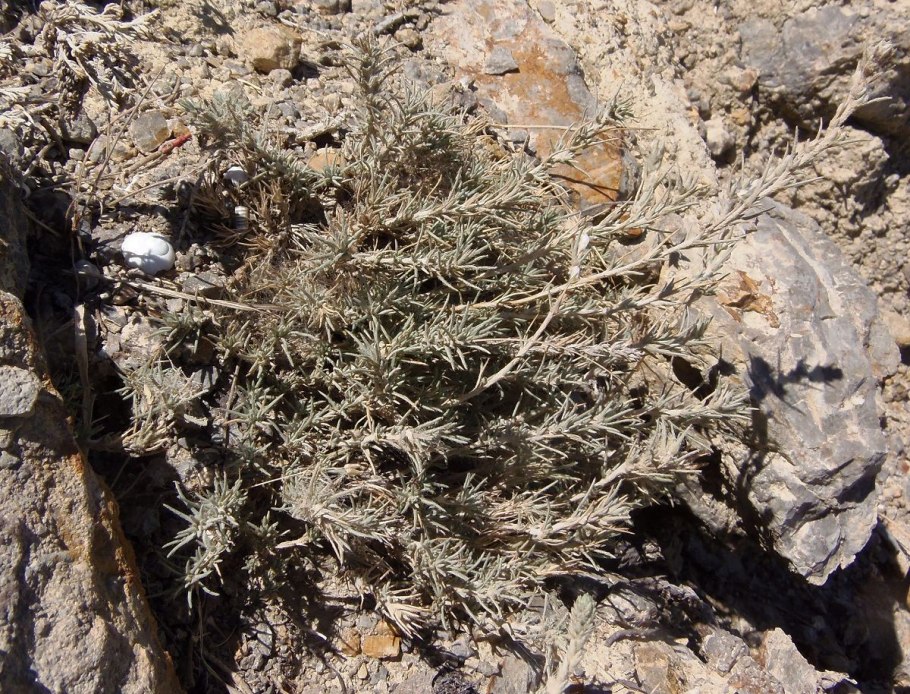 Гладковские сопки Краснодарский край