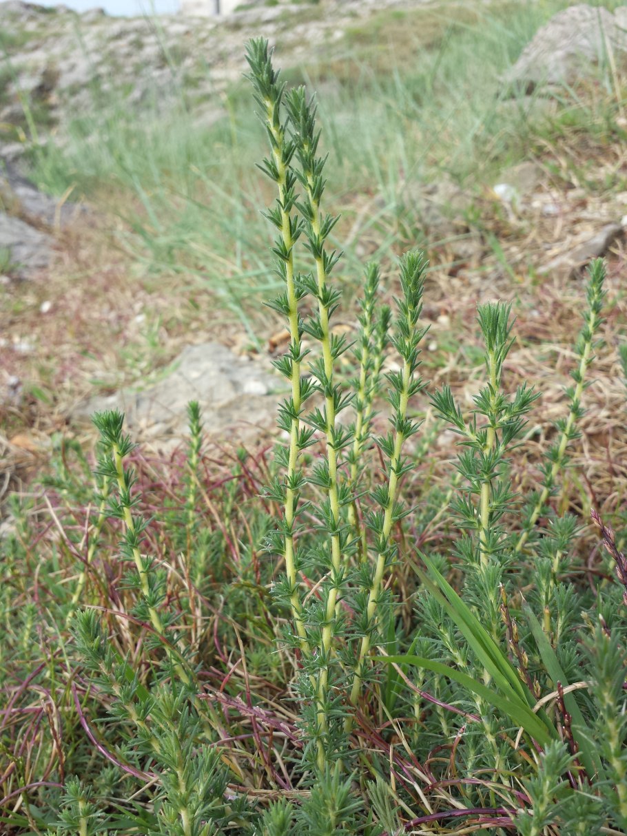 Camphorosma lessingii