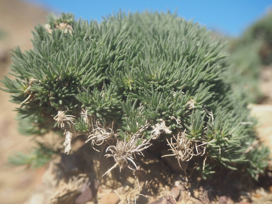 Камфоросма Марсельская