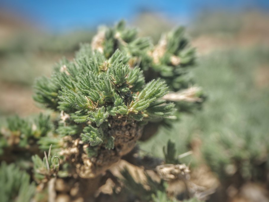 Камфоросма растение