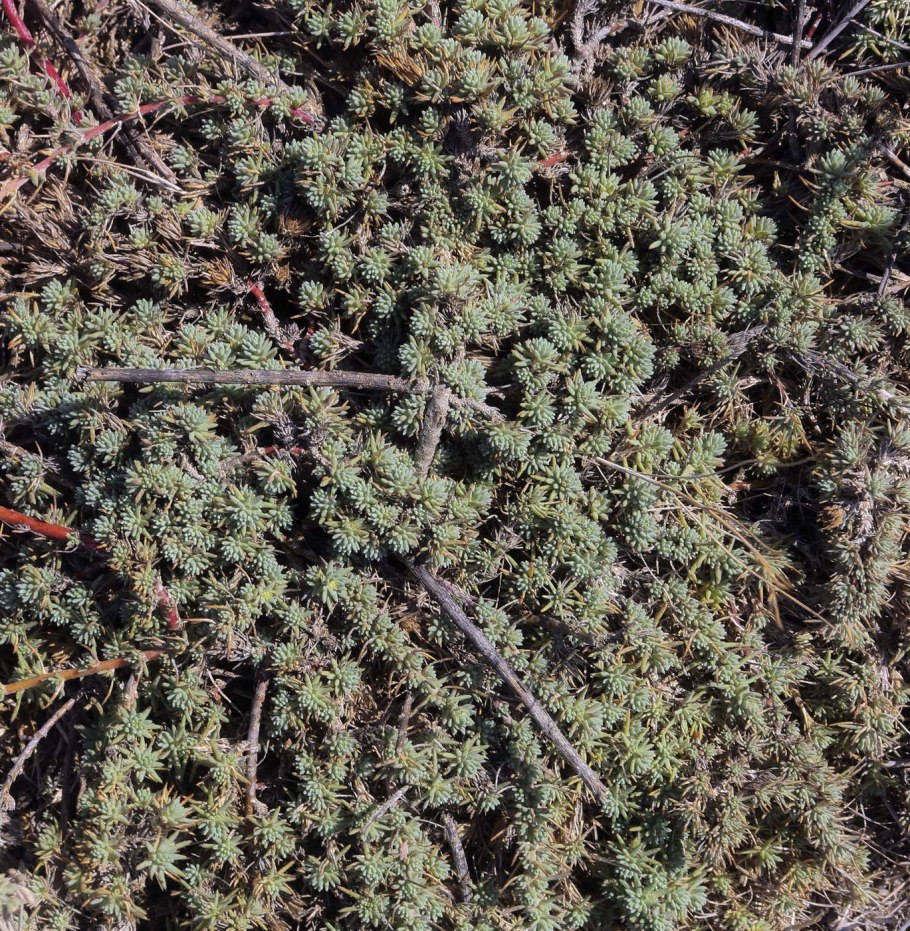 Камфоросма Марсельская