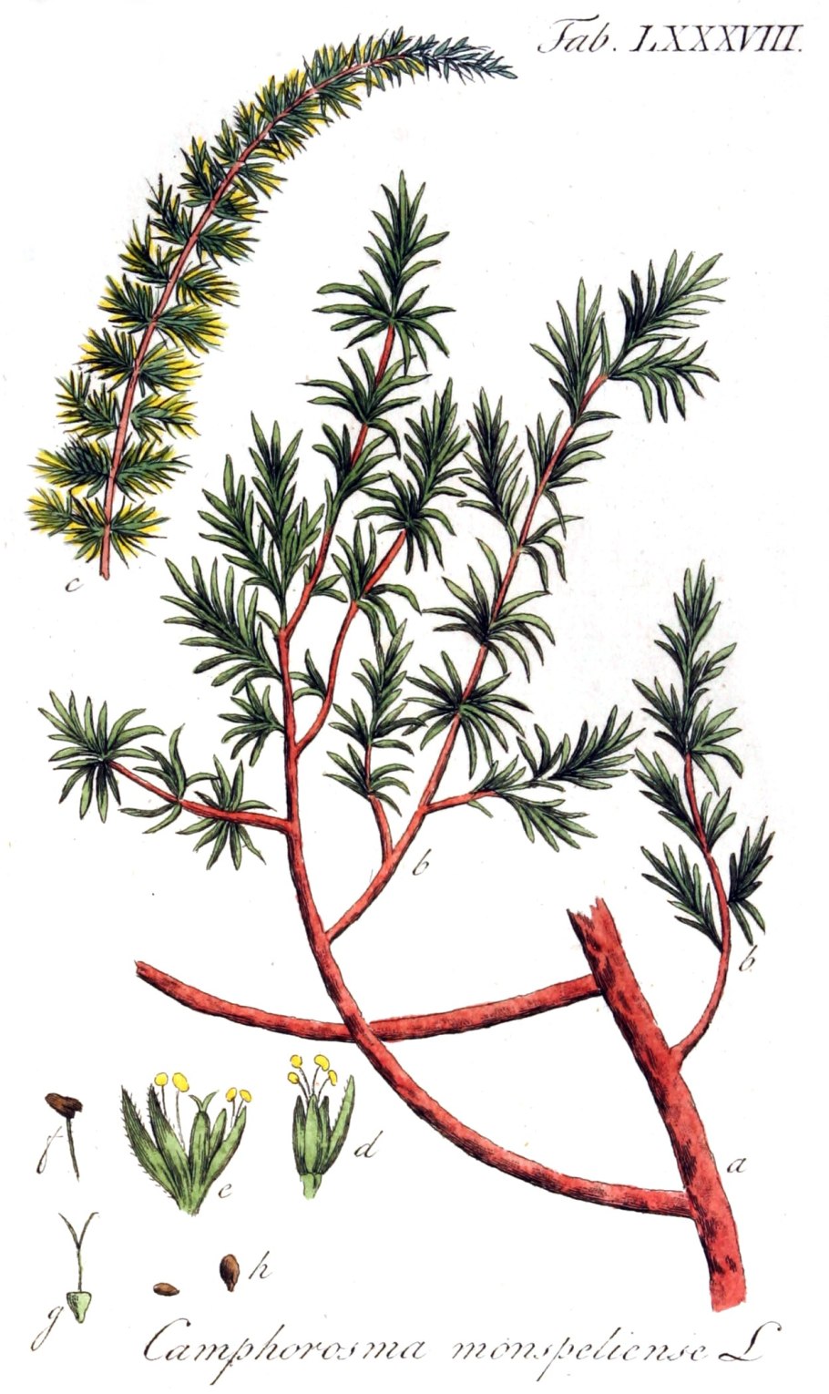 Камфоросма растение