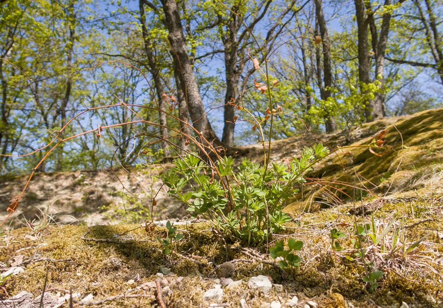 Кеслеровский лес крым