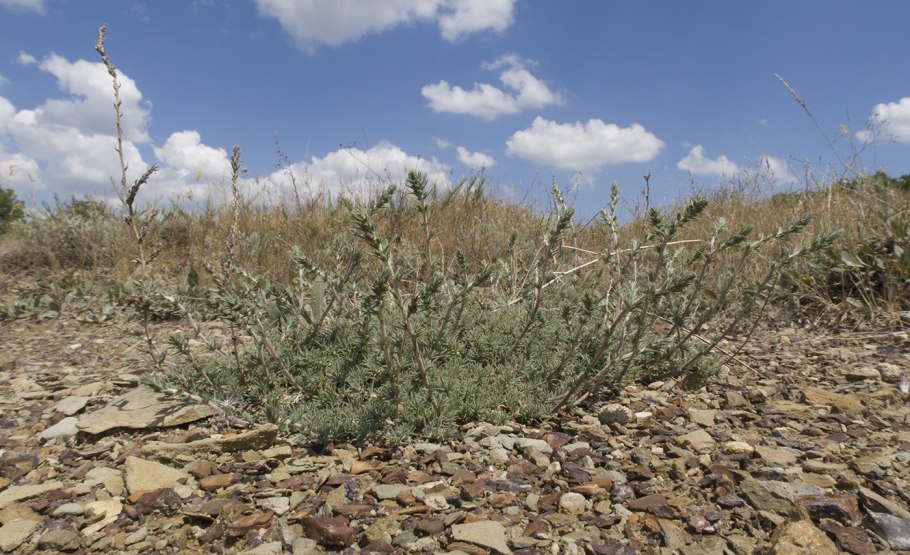 Трава Камфоросма