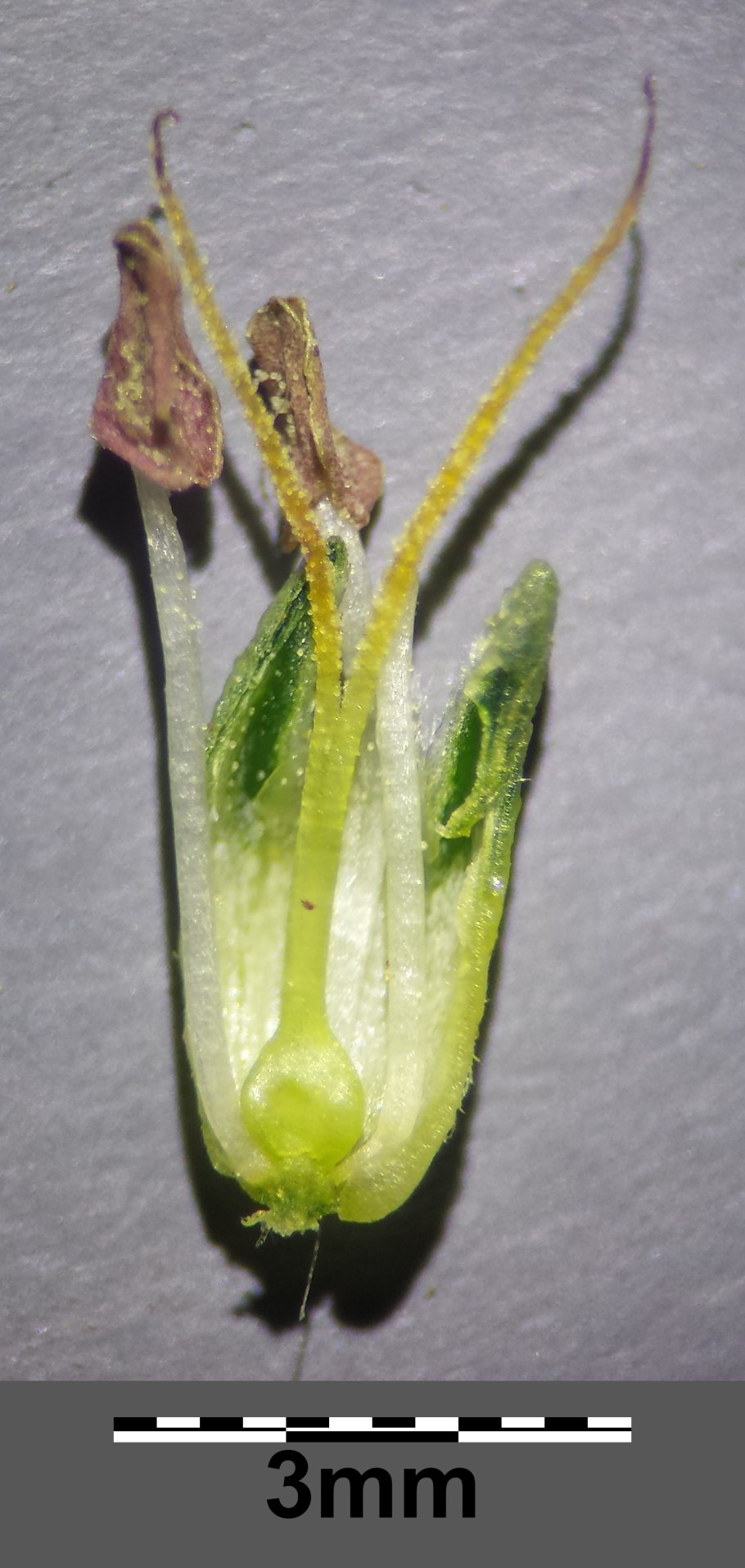 Camphorosma monspeliaca