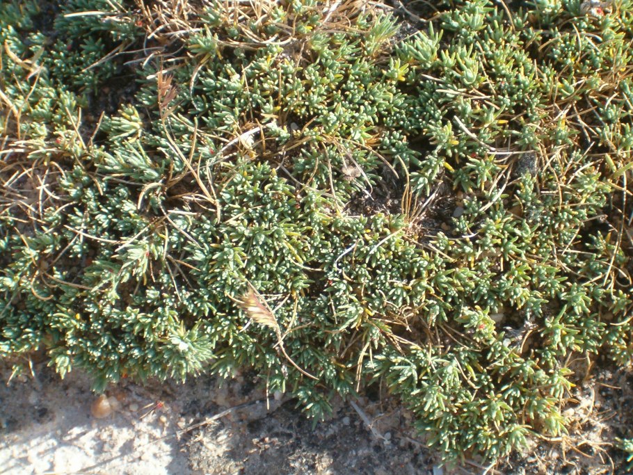 Salsola komarovii