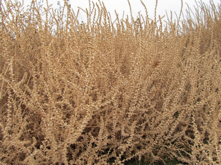 Ложнодрок монпелийский