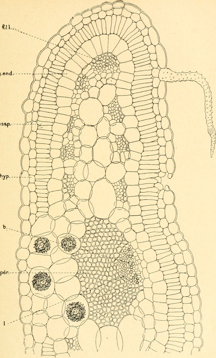 Camphorosma monspeliaca