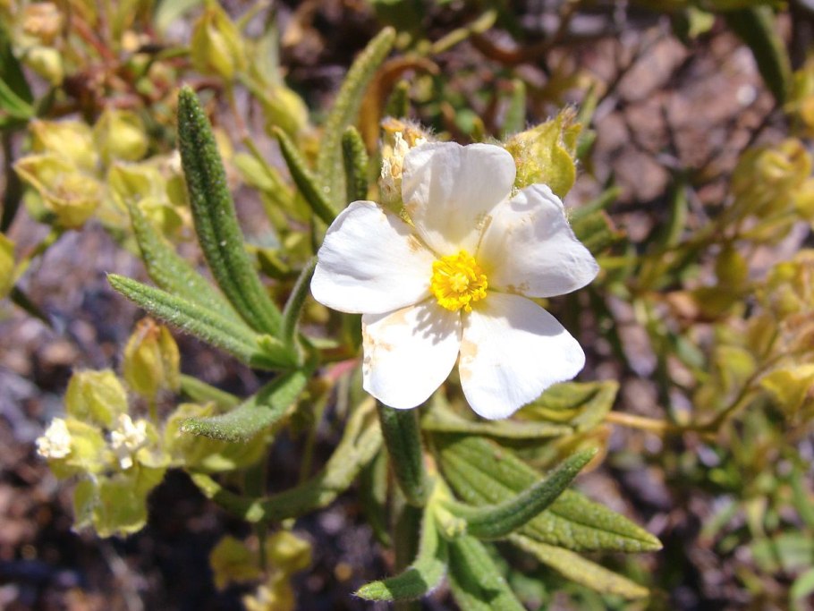 Cistus monspeliensis