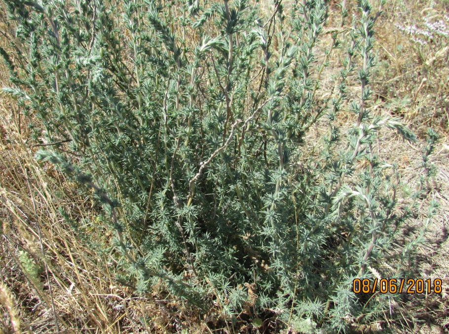 Ложнодрок монпелийский латынь