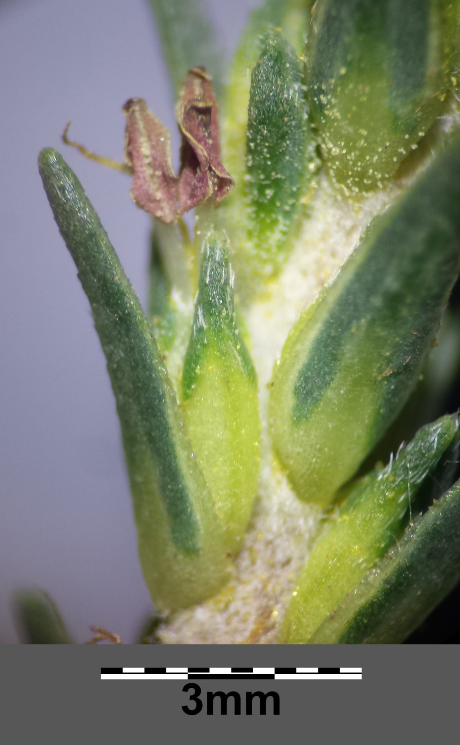 Cistus Monspeliensis