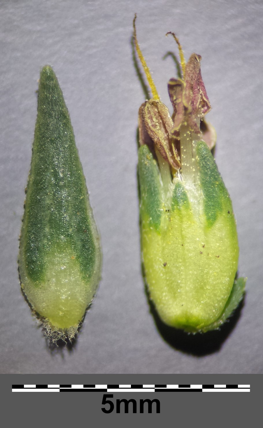 Camphorosma monspeliaca