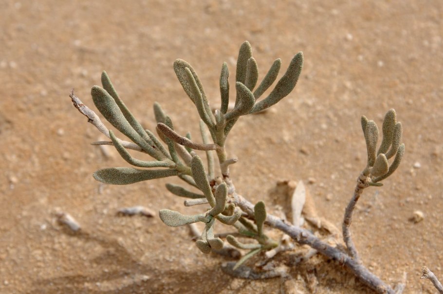 Atriplex canescens