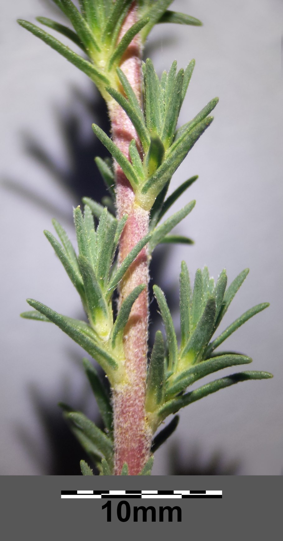 Камфоросма