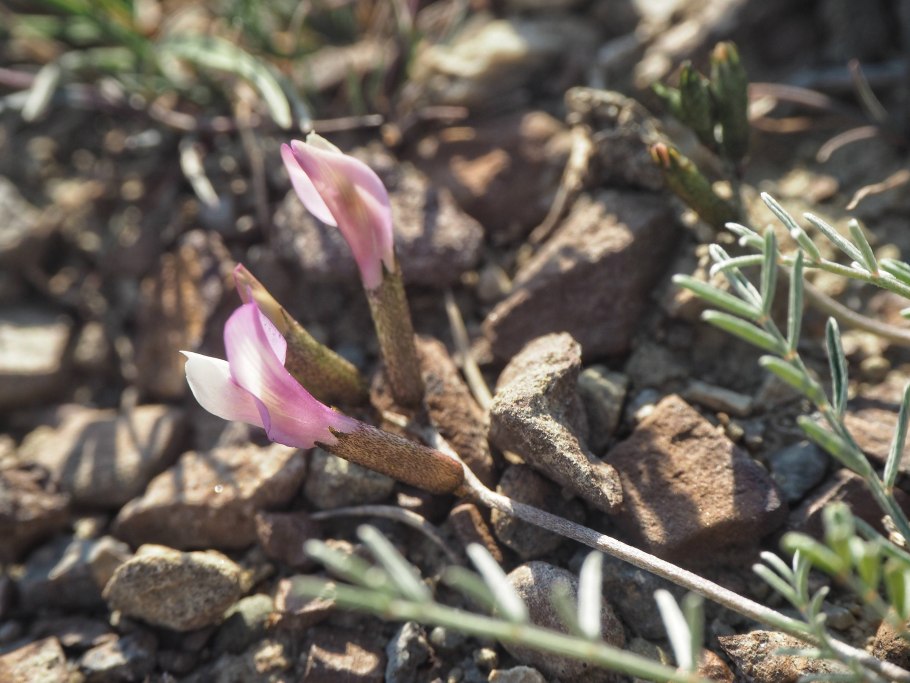 Астрагал шиловидный