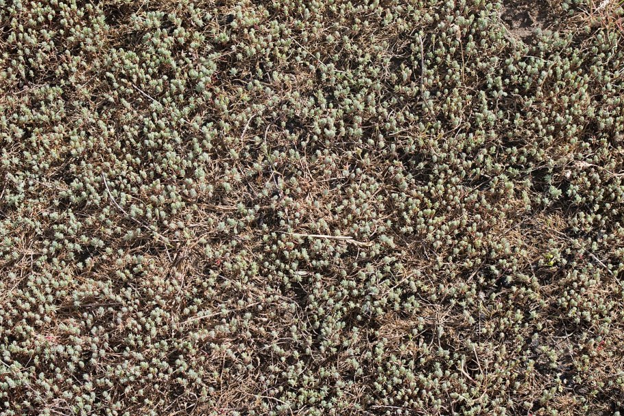 Sedum dasyphyllum