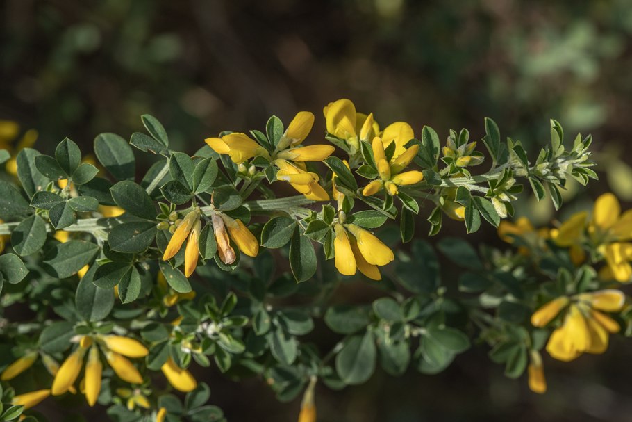 Genista monspessulana