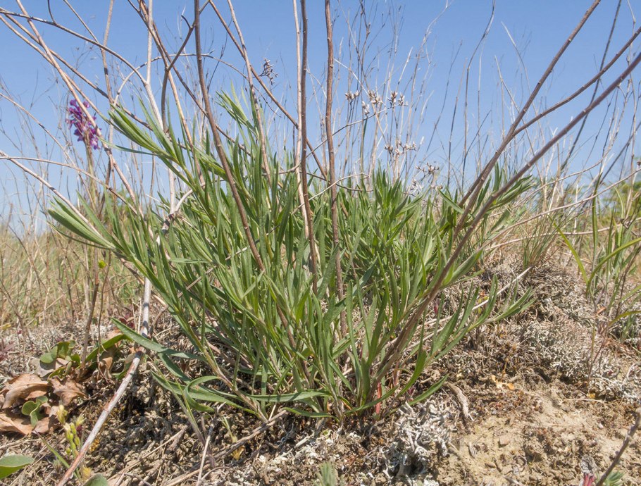 Семейство Albuginaceae