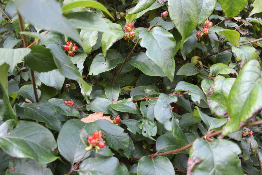 Жимолость покрывальная Lonicera involucrata
