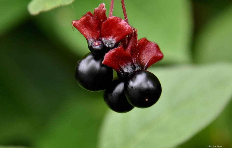 Жимолость вечнозеленая (Lonicera sempervirens)