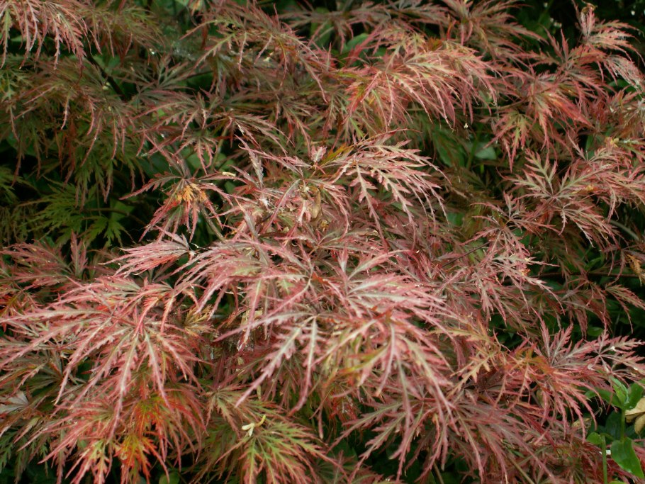 Davidia involucrata